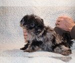 Small #9 Yorkiepoo mix (+ Poodle Toy)