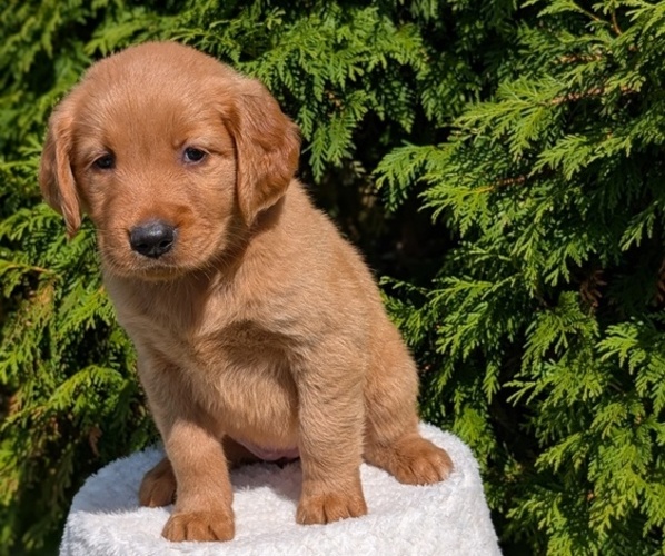 Medium Photo #19 Golden Retriever Puppy For Sale in GOSHEN, IN, USA