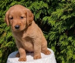 Small #5 Golden Retriever