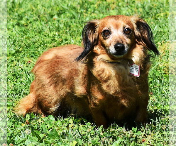 Medium Photo #5 Chiweenie Puppy For Sale in Shelbyville, TN, USA