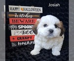 Josiah - Male Zuchon Puppy for Sale - Photo #3