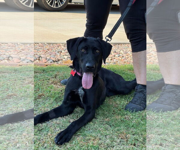 Medium Photo #10 German Shorthaired Lab Puppy For Sale in San Diego, CA, USA