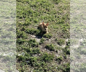 Chihuahua Puppy for sale in CAPE CORAL, FL, USA