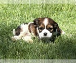 Small #3 Cavalier King Charles Spaniel