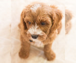 Small Photo #12 Cavapoo Puppy For Sale in BAY VIEW, WI, USA