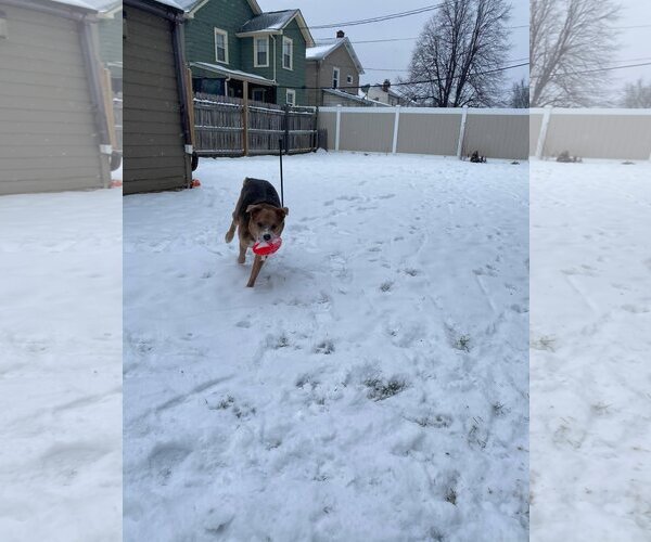 Medium Photo #8 Mutt Puppy For Sale in Lockport, NY, USA