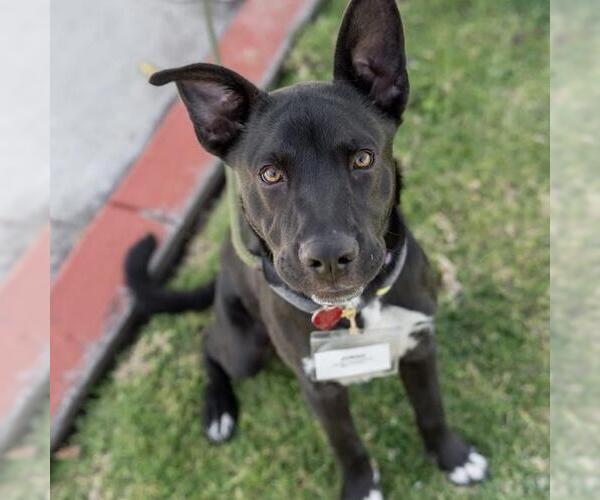 Medium Photo #15 Labrador Retriever-Unknown Mix Puppy For Sale in San Diego, CA, USA