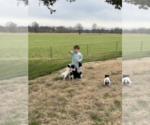 Australian Labradoodle-Poodle (Miniature) Mix Puppy for sale in CHATSWORTH, GA, USA