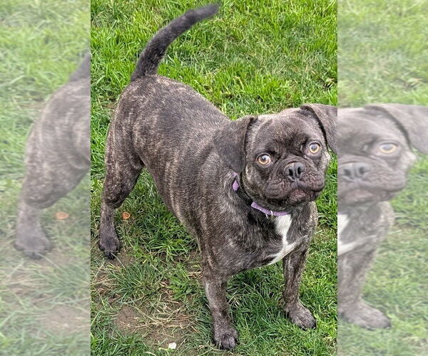 Medium Photo #1 American Pugabull Puppy For Sale in San Bernardino, CA, USA