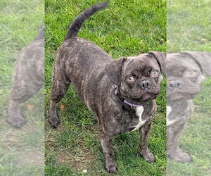 American Pugabull Dogs for adoption in San Bernardino, CA, USA