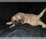 Small Photo #17 Mastiff Puppy For Sale in INDIANAPOLIS, IN, USA