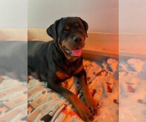 Mother of the Rottweiler puppies born on 07/23/2023