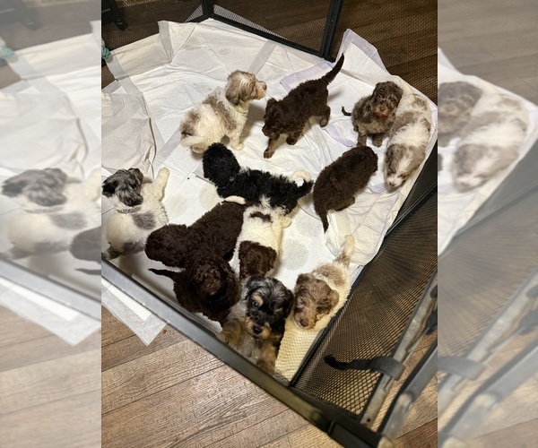 Medium Photo #7 Goldendoodle Puppy For Sale in WOODLEAF, NC, USA