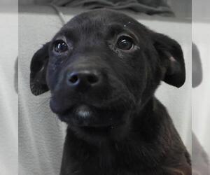 Labrador Retriever-Unknown Mix Dogs for adoption in Thief River Falls, MN, USA