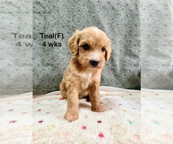Medium Photo #6 Goldendoodle (Miniature) Puppy For Sale in ELBERT, CO, USA