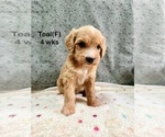 Small #5 Goldendoodle (Miniature)