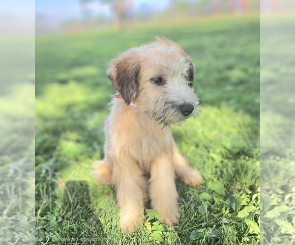 Medium Photo #1 Soft Coated Wheaten Terrier Puppy For Sale in PHELAN, CA, USA