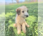 Image preview for Ad Listing. Nickname: Ronan