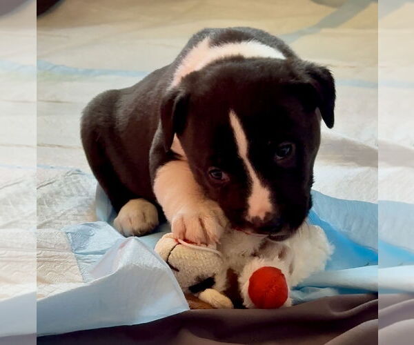 Medium Photo #5 Shepradors Puppy For Sale in Princeton, MN, USA