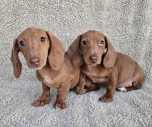 Dachshund Puppy for sale in WALSH, IL, USA