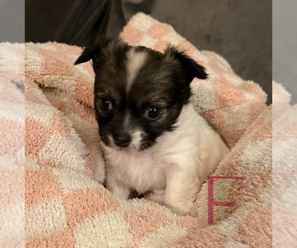 Medium Photo #7 Chihuahua Puppy For Sale in ELIZABETHTOWN, PA, USA