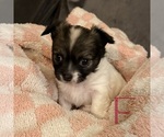 Small #6 Chihuahua