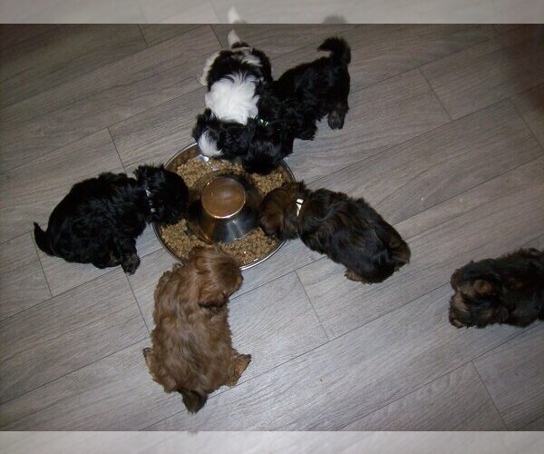 Medium Photo #8 Shih Tzu Puppy For Sale in S ZANESVILLE, OH, USA
