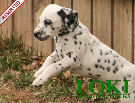 Medium Photo #62 Dalmatian Puppy For Sale in ENID, OK, USA