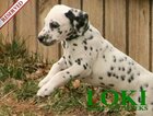 Small Photo #62 Dalmatian Puppy For Sale in ENID, OK, USA
