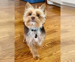 Father of the Yorkshire Terrier puppies born on 06/06/2025