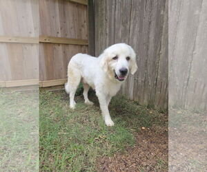 Medium Great Pyrenees Mix