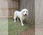 Small Great Pyrenees Mix