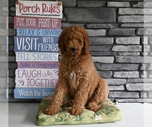 Poodle (Standard) Puppy for sale in MILLERSBURG, OH, USA