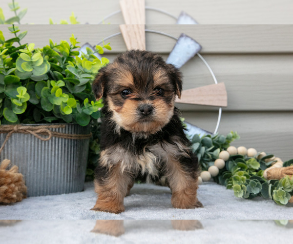 Medium Photo #2 Yorkshire Terrier Puppy For Sale in BRYANT, IN, USA