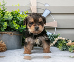 Small #1 Yorkshire Terrier