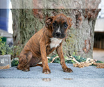 Puppy Frida Boxer