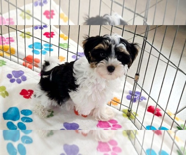 Medium Photo #6 Havashire Puppy For Sale in ORO VALLEY, AZ, USA