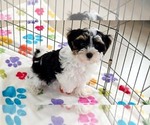 Bruno - Male Havashire Puppy for Sale - Photo #6