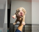 Small #7 English Bulldog
