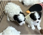 Small Photo #7 Shih-Poo Puppy For Sale in GLOUCESTER, VA, USA
