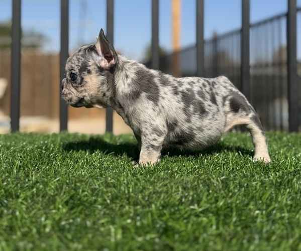 Medium Photo #12 French Bulldog Puppy For Sale in VIRGINIA BEACH, VA, USA
