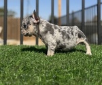 Small #11 French Bulldog