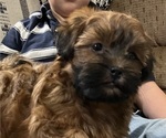 Small #1 Shih-Poo