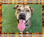 Small #1 American Pit Bull Terrier