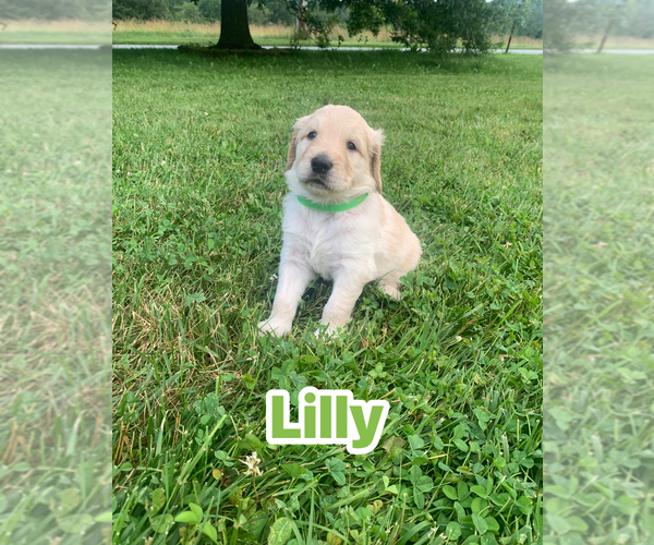 Medium Photo #8 Goldendoodle Puppy For Sale in COATESVILLE, PA, USA