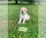 Small #7 Goldendoodle
