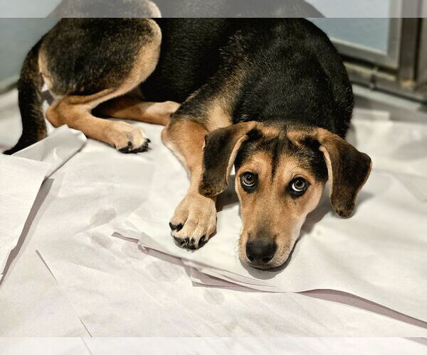 Medium Photo #2 Coonhound-Unknown Mix Puppy For Sale in Chicago, IL, USA