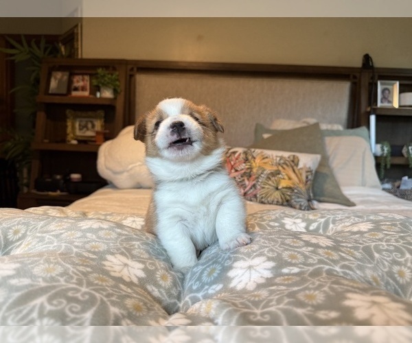 Medium Photo #25 Pembroke Welsh Corgi Puppy For Sale in GRAND RAPIDS, MI, USA
