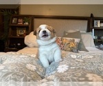 Small #24 Pembroke Welsh Corgi