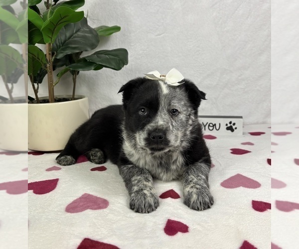 Medium Photo #2 Australian Cattle Dog-Miniature Australian Shepherd Mix Puppy For Sale in FRANKLIN, IN, USA